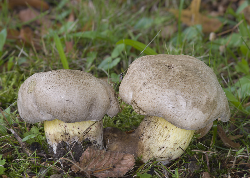 Boletus radicans